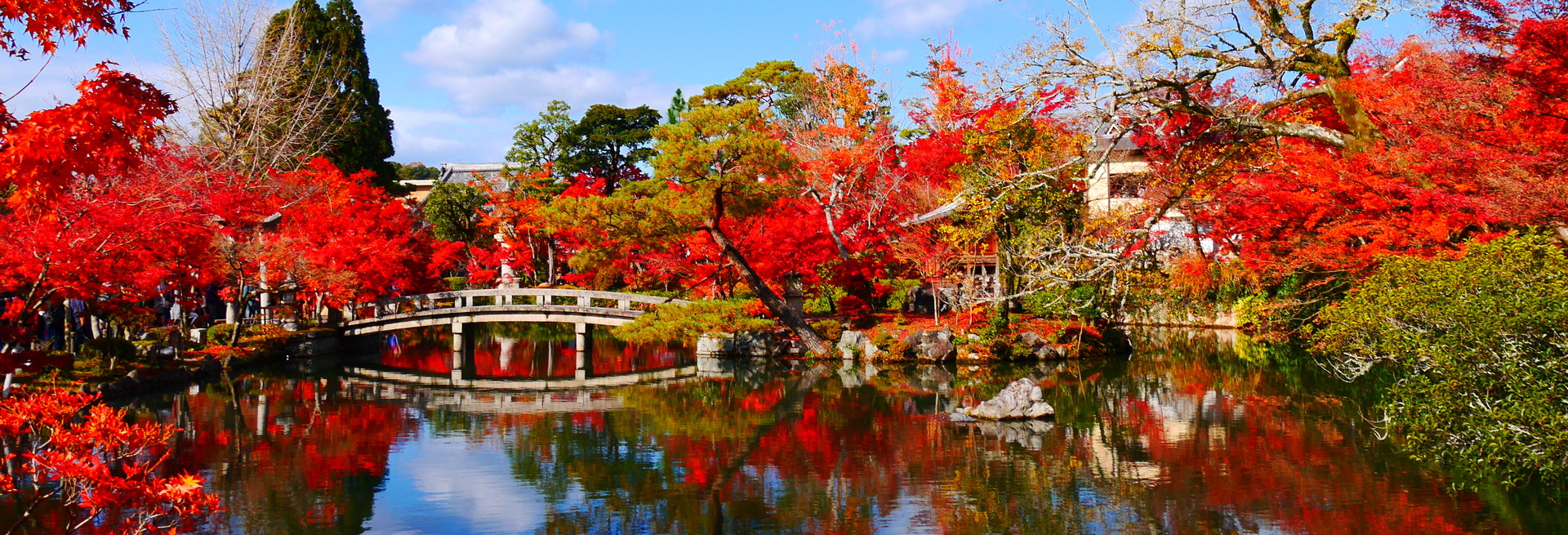 葉紅關西 古都楓情